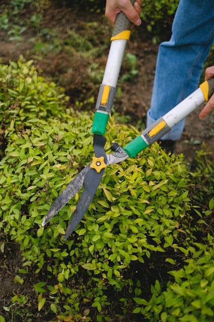 A gardener, dressed in a blue shirt and jeans, is using pruning shears with long handles to trim a dense, trimmed hedge in a garden. The hedge consists of small, green, glossy leaves, and the soil ben