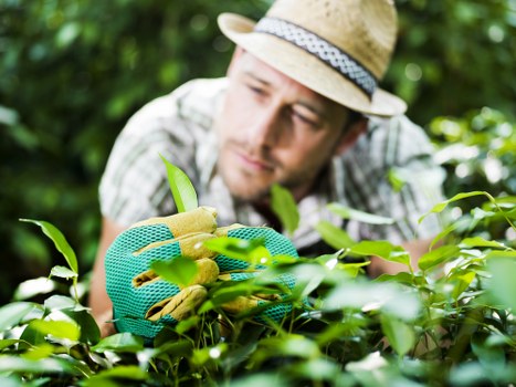 Professional landscaper working in a Plumstead garden